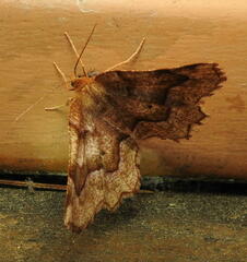 Metarranthis hypochraria