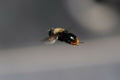 Sericomyia vockerothi