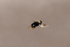 Sericomyia vockerothi