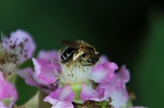 Simandrena