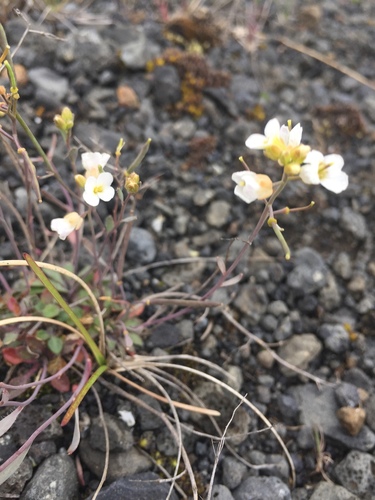 Arabidopsis lyrata ssp. petraea