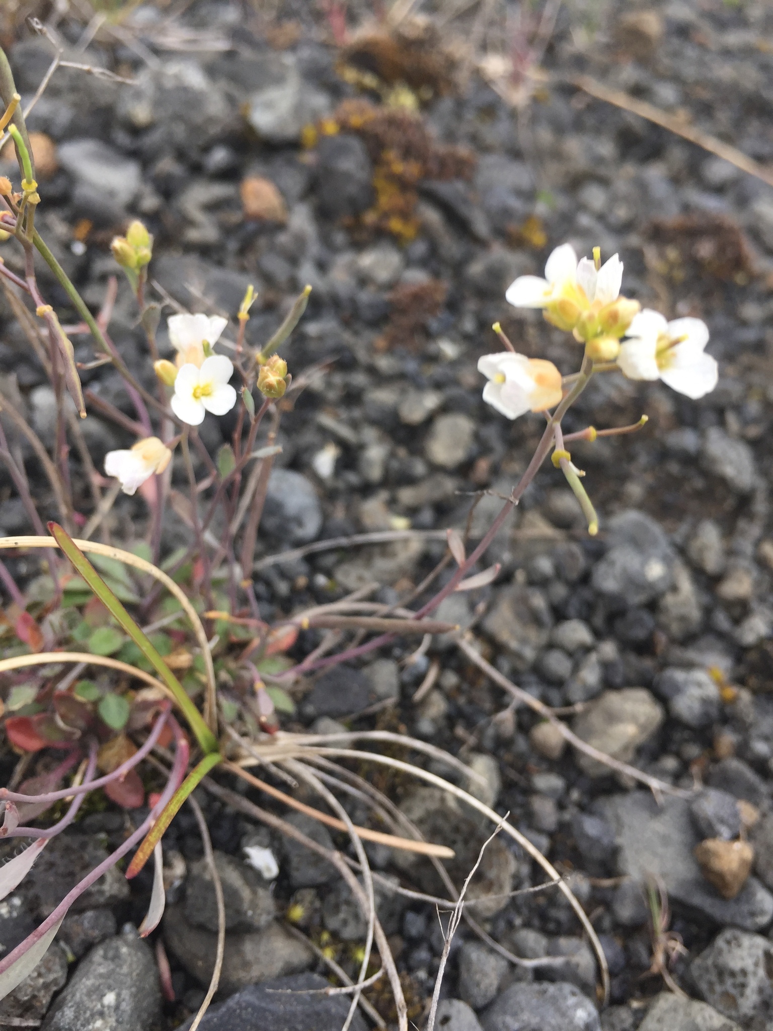 Arabidopsis lyrata ssp. petraea