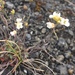 Sand-Dune Rockcress - Photo (c) James Mickley, some rights reserved (CC BY-NC), uploaded by James Mickley