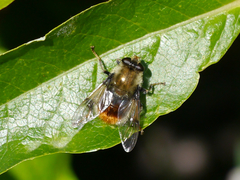 Sericomyia flagrans
