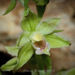 Mueller's Helleborine - Photo (c) Alessio Becucci, some rights reserved (CC BY-NC), uploaded by Alessio Becucci