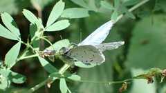 Celastrina argiolus