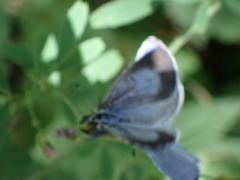 Celastrina argiolus