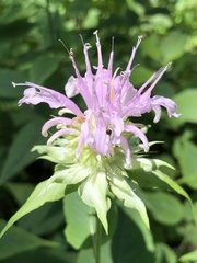 Monarda serotina