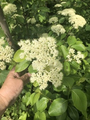 Viburnum cassinoides image
