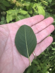 Viburnum cassinoides image