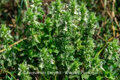 Stachys ocymastrum