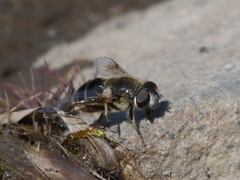 Eristalis rupium