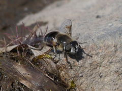Eristalis rupium