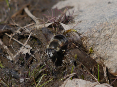 Eristalis rupium