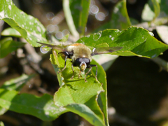 Sericomyia flagrans