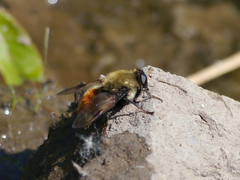 Sericomyia flagrans