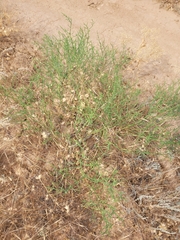 Anabasis aphylla