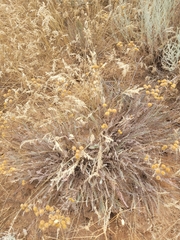 Tanacetum achilleifolium