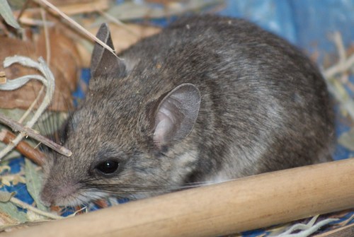 Western Harvest Mouse