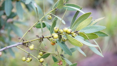 Euclea natalensis angustifolia