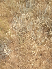 Prangos odontalgica