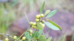 Euclea natalensis angustifolia