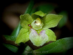 Epipactis exilis