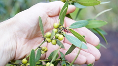 Euclea natalensis angustifolia