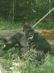 Gorilla
