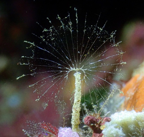 Representative image of Lanice