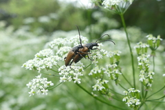 Pedostrangalia pubescens