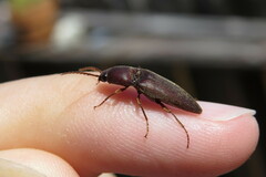 Diplostethus carolinensis