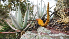 Aloe castanea