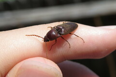 Diplostethus carolinensis