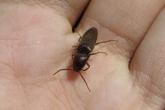 Diplostethus carolinensis