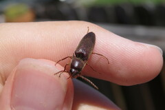 Diplostethus carolinensis