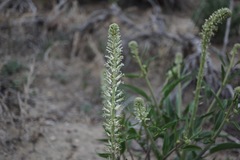 Thelypodium milleflorum