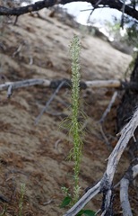 Thelypodium milleflorum