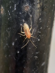 Phylus melanocephalus