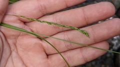 Carex debilis debilis