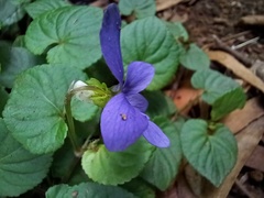 Viola sequeirae