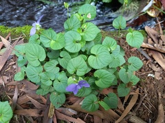 Viola sequeirae