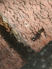 Camponotus pennsylvanicus