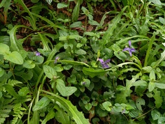 Viola sequeirae
