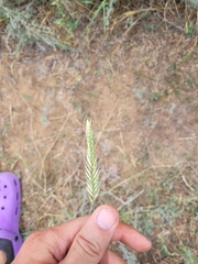 Agropyron desertorum