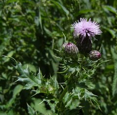 Cirsium arvense