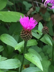 Centaurea nigrescens transalpina