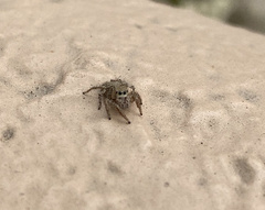 Habronattus hirsutus