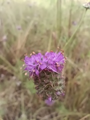Dalea compacta