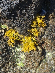 Ahnfeltiopsis concinna